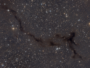 L'hippocampe ou le bonhomme qui court